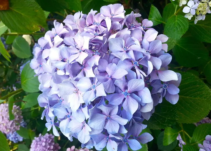 Oda ve Kahvaltı Abbamer 4*